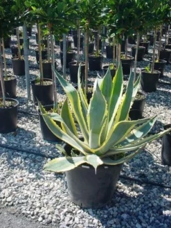 Agave (Agave Americana 'Variegata') -Tuinplantenwinkel agave americana variegata 4 1