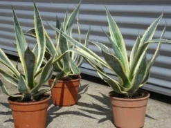 Agave (Agave Americana 'Variegata') -Tuinplantenwinkel agave americana variegata 5