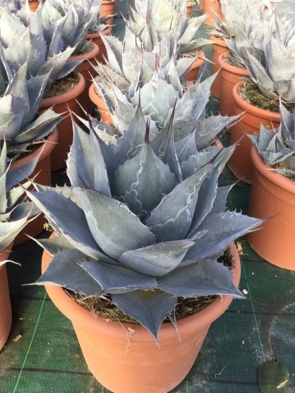 Winterharde Agave (Agave Parrasana) 1 Winterharde Agave (Agave Parrasana)