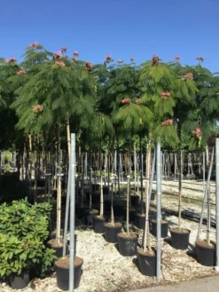 Perzische Slaapboom Op Stam (Albizia Julibrissin 'Ombrella' ) -Tuinplantenwinkel albizia jul. ombrella 10 12