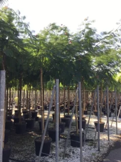 Perzische Slaapboom Op Stam (Albizia Julibrissin 'Ombrella' ) -Tuinplantenwinkel albizia jul. ombrella 14 16