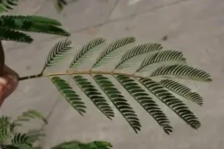 Perzische Slaapboom Als Struik (Albizia Julibrissin) -Tuinplantenwinkel albizia julibrissin blad 2