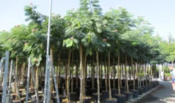 Perzische Slaapboom Op Stam (Albizia Julibrissin 'Ombrella' ) -Tuinplantenwinkel albizia julibrissin ombrella 10 12