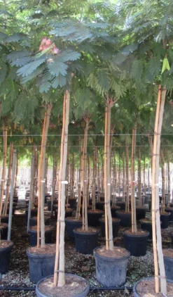 Perzische Slaapboom Op Stam (Albizia Julibrissin 'Ombrella' ) -Tuinplantenwinkel albizia julibrissin ombrella 10 12 1