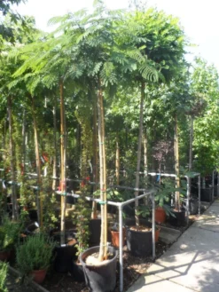 Perzische Slaapboom Op Stam (Albizia Julibrissin 'Ombrella' ) -Tuinplantenwinkel albizia julibrissin ombrella 10 12ho cont