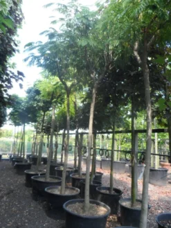 Perzische Slaapboom Op Stam (Albizia Julibrissin 'Ombrella' ) -Tuinplantenwinkel albizia julibrissin ombrella 20 25ho c285