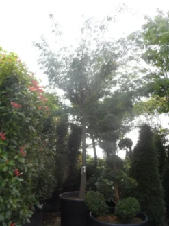 Perzische Slaapboom Op Stam (Albizia Julibrissin 'Ombrella' ) -Tuinplantenwinkel albizia julibrissin ombrella 40 45ho c1000