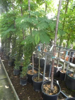 Perzische Slaapboom Op Stam (Albizia Julibrissin 'Ombrella' ) -Tuinplantenwinkel albizia julibrissin ombrella halfstam c20 25