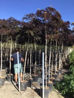 Perzische Slaapboom Als Boom (Albizia Julibrissin 'Summer Chocolate') -Tuinplantenwinkel albizia julibrissin summer chocolate r 8 10