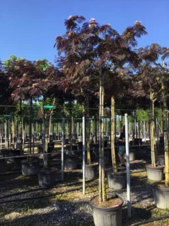 Perzische Slaapboom Als Boom (Albizia Julibrissin 'Summer Chocolate') -Tuinplantenwinkel albizia sumer chocolate 14 16