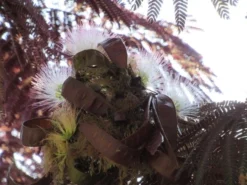 Perzische Slaapboom Als Boom (Albizia Julibrissin 'Summer Chocolate') -Tuinplantenwinkel albizia summer chocolate