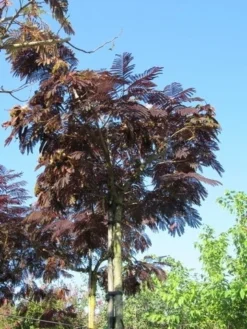 Perzische Slaapboom Als Boom (Albizia Julibrissin 'Summer Chocolate') -Tuinplantenwinkel albizia summer chocolate 2