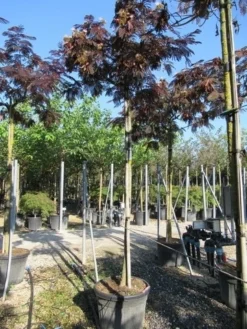 Perzische Slaapboom Als Boom (Albizia Julibrissin 'Summer Chocolate') -Tuinplantenwinkel albizia summer chocolate 3 1