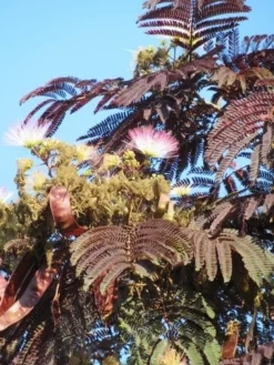 Perzische Slaapboom Als Boom (Albizia Julibrissin 'Summer Chocolate') -Tuinplantenwinkel albizia summer chocolate 4