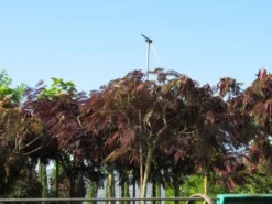 Perzische Slaapboom Als Boom (Albizia Julibrissin 'Summer Chocolate') -Tuinplantenwinkel albizia summer chocolate 5 1