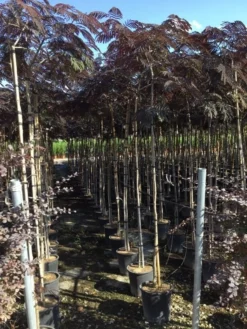 Perzische Slaapboom Als Boom (Albizia Julibrissin 'Summer Chocolate') -Tuinplantenwinkel albizia summer chocolate 6 8