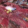 Perzische Slaapboom Als Boom (Albizia Julibrissin 'Summer Chocolate')