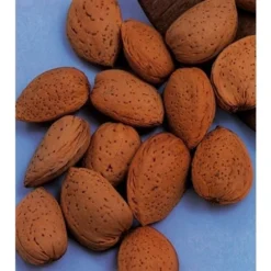 Amandelboom (Prunus Dulcis) 13 Amandelboom (Prunus Dulcis) -Tuinplantenwinkel amandelboom prunus dulcis robijn prunus dulcis robijn amandel 8f2