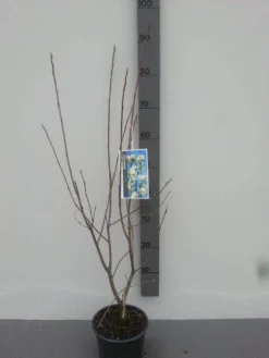 Krentenboom (Amelanchier Laevis 'Ballerina') -Tuinplantenwinkel amelanchier ballerina