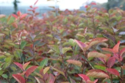 Krentenboom Als Struik (Amelanchier Lamarckii) 11 Krentenboom Als Struik (Amelanchier Lamarckii) -Tuinplantenwinkel amelanchier lamarckii 2 1