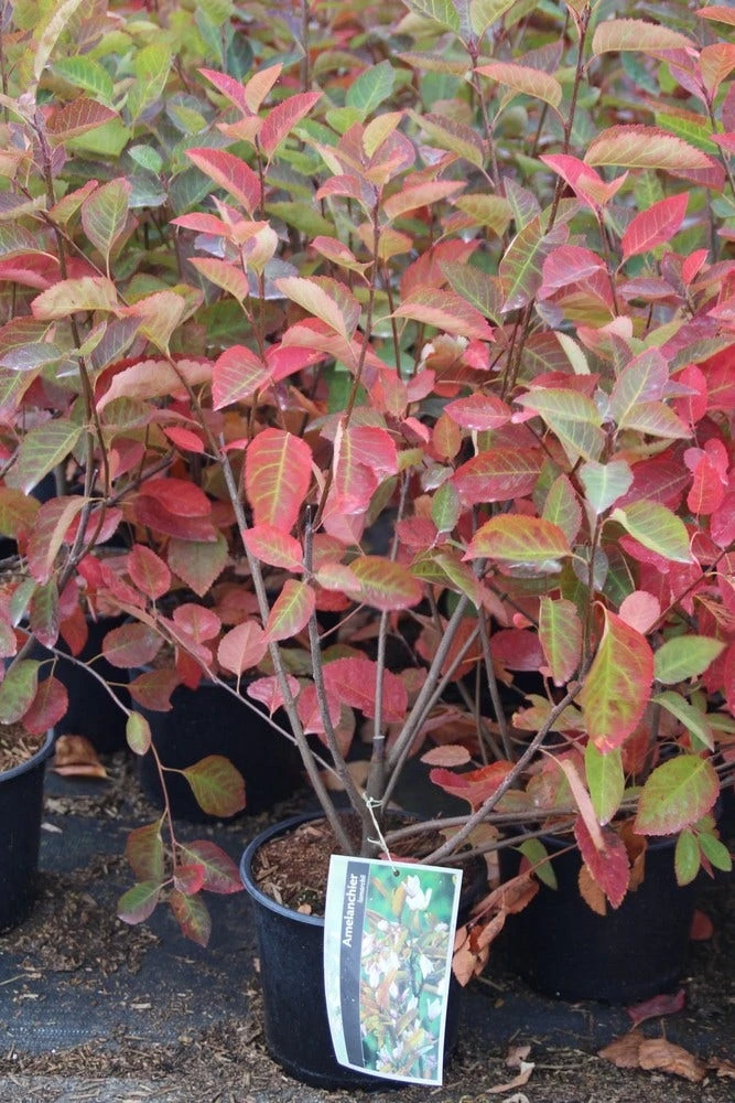 Krentenboom Als Struik (Amelanchier Lamarckii) 2 Krentenboom Als Struik (Amelanchier Lamarckii) - Afbeelding 2