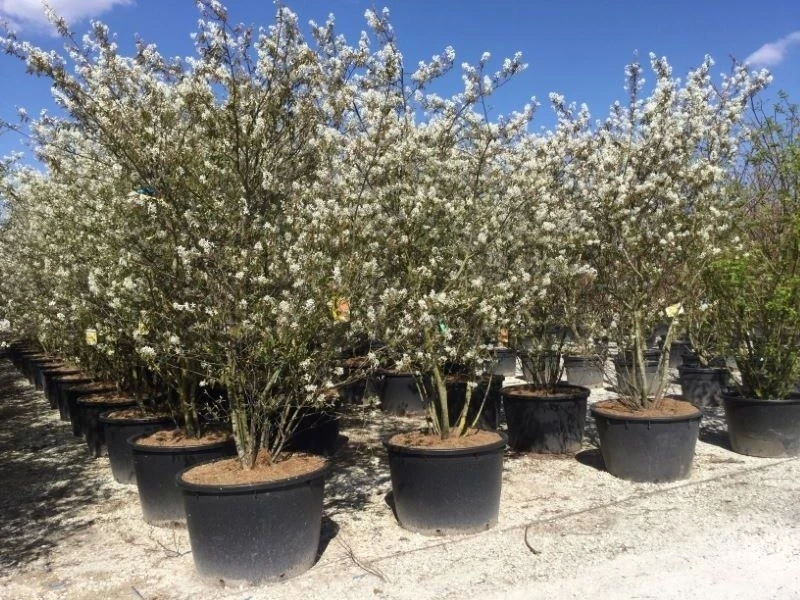 Meerstammige Krentenboom (Amelanchier Lamarckii) 1 Meerstammige Krentenboom (Amelanchier Lamarckii)