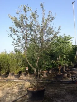 Meerstammige Krentenboom (Amelanchier Lamarckii) -Tuinplantenwinkel amelanchierlammarckii04 2