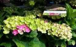 Hortensia (Hydrangea 'Magical Jewel Pink') -Tuinplantenwinkel amethyst01c 1