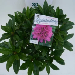 Rhododendron (Rhododendron 'Anah Kruschke') -Tuinplantenwinkel annah kruschke c5 boven 1