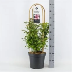 Klimroos (Rosa 'Anna's Pink Rambler')