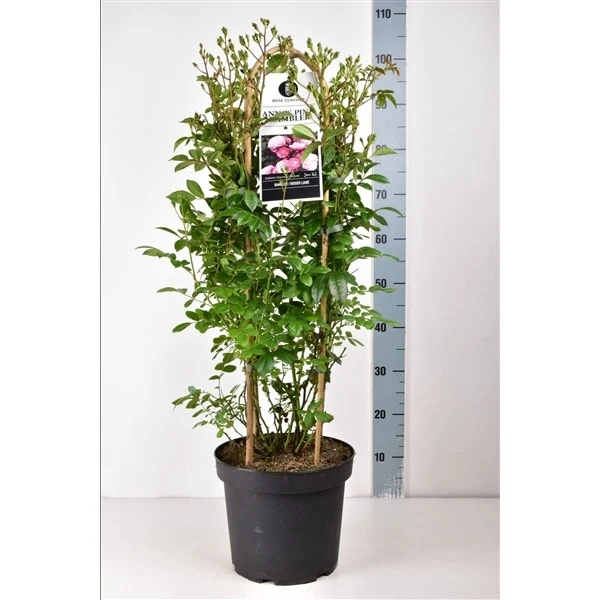 Klimroos (Rosa 'Anna's Pink Rambler') 2 Klimroos (Rosa 'Anna's Pink Rambler') - Afbeelding 2