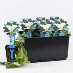 Kaapse Waterlelie (Aponogeton Distachyos) -Tuinplantenwinkel aponogeton distachyos 20180404183940 e 10930