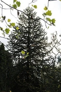 Apeboom (Araucaria Araucana) -Tuinplantenwinkel araucaria araucana