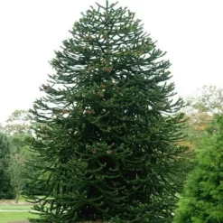 Apeboom (Araucaria Araucana) -Tuinplantenwinkel araucaria araucana 1