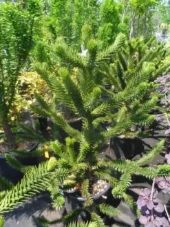 Apeboom (Araucaria Araucana) -Tuinplantenwinkel araucaria araucana 100 125 150