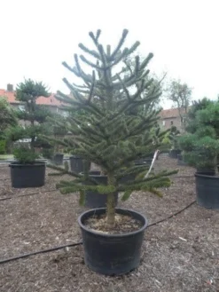 Apeboom (Araucaria Araucana) -Tuinplantenwinkel araucaria araucana 225 250