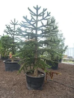 Apeboom (Araucaria Araucana) -Tuinplantenwinkel araucaria araucana 275 300