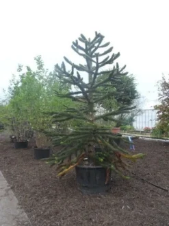 Apeboom (Araucaria Araucana) -Tuinplantenwinkel araucaria araucana 275 300 2