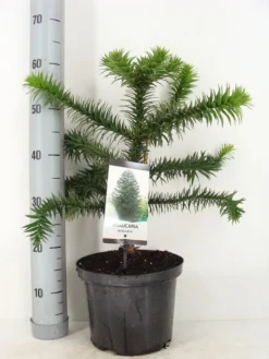 Apeboom (Araucaria Araucana) -Tuinplantenwinkel araucaria araucana 30 40 c5 m 1