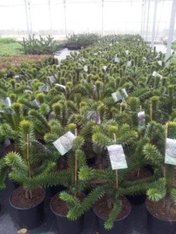 Apeboom (Araucaria Araucana) -Tuinplantenwinkel araucaria c15