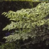 Duivelswandelstok (Aralia Elata 'Variegata')