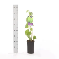 Duitse Pijp (Aristolochia Macropylla) -Tuinplantenwinkel aristolochia durior macrophylla