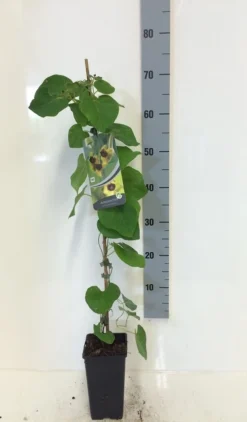 Duitse Pijp (Aristolochia Macropylla) -Tuinplantenwinkel aristolochia macrophylla 80 100 c2