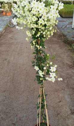 Groenblijvende Clematis (Clematis 'Avalanche') -Tuinplantenwinkel avalanche r 180cm 2