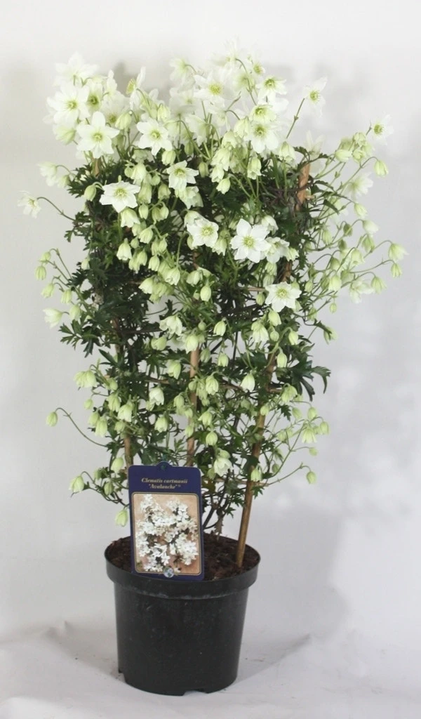 Groenblijvende Clematis (Clematis 'Avalanche') 1 Groenblijvende Clematis (Clematis 'Avalanche')