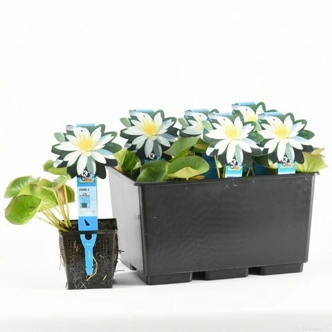 Waterlelie (Nymphaea 'Odorata Alba') 1 Waterlelie (Nymphaea 'Odorata Alba')