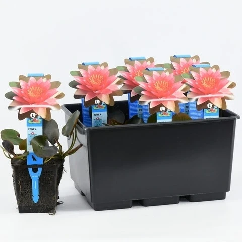 Waterlelie (Nymphaea 'Charles De Meurville') 1 Waterlelie (Nymphaea 'Charles De Meurville')