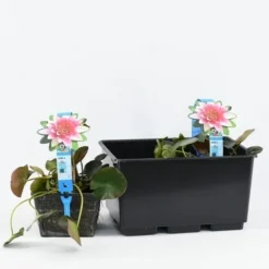 Waterlelie (Nymphaea 'Attraction') -Tuinplantenwinkel b 17020 nymphaea attraction 3l. 20180409114708