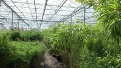 Niet Woekerende Bamboe (Fargesia Murieliae 'Jumbo') -Tuinplantenwinkel bamboe 1 1