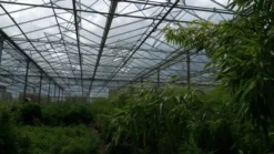 Niet Woekerende Bamboe (Fargesia 'Jiuzhaigou') -Tuinplantenwinkel bamboe 2 1